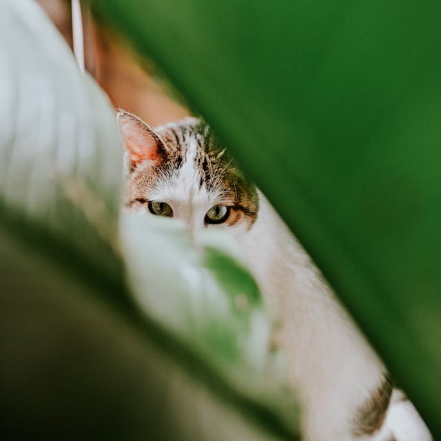 pexels-amar-8519611
