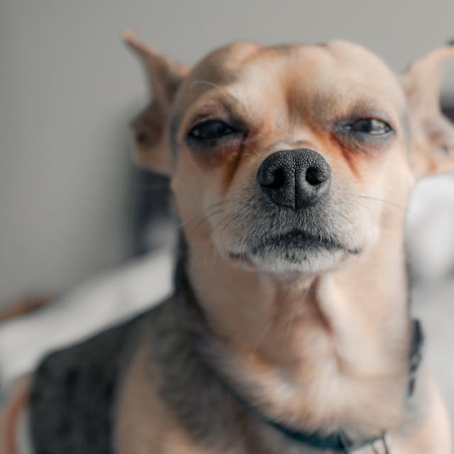 pexels-kvssidhu-10113393